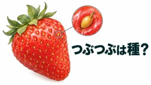 赤いいちごと表面の小果実の拡大を添え、つぶつぶは種かと問う編集画