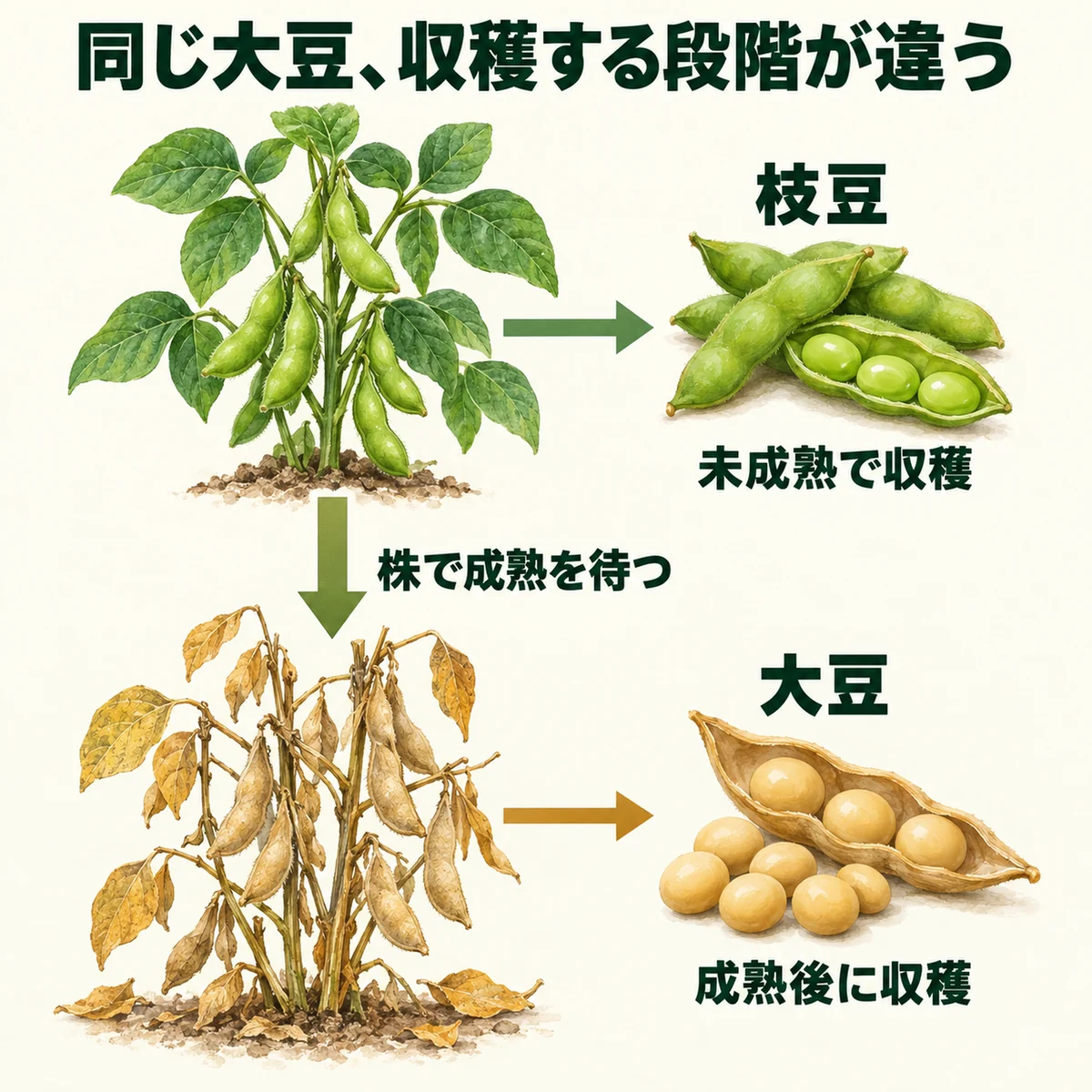 株で育つ大豆から未成熟な枝豆を収穫する分岐と、株で成熟を待って大豆を収穫する分岐