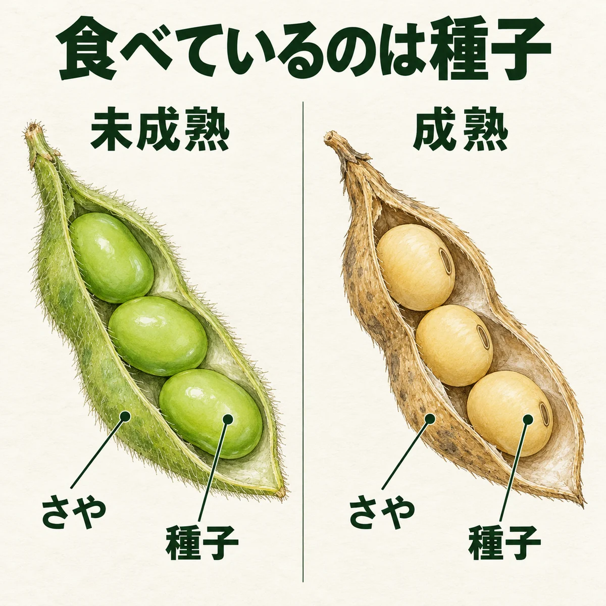 未成熟と成熟の莢を開き、莢の殻と中の種子を分けた図