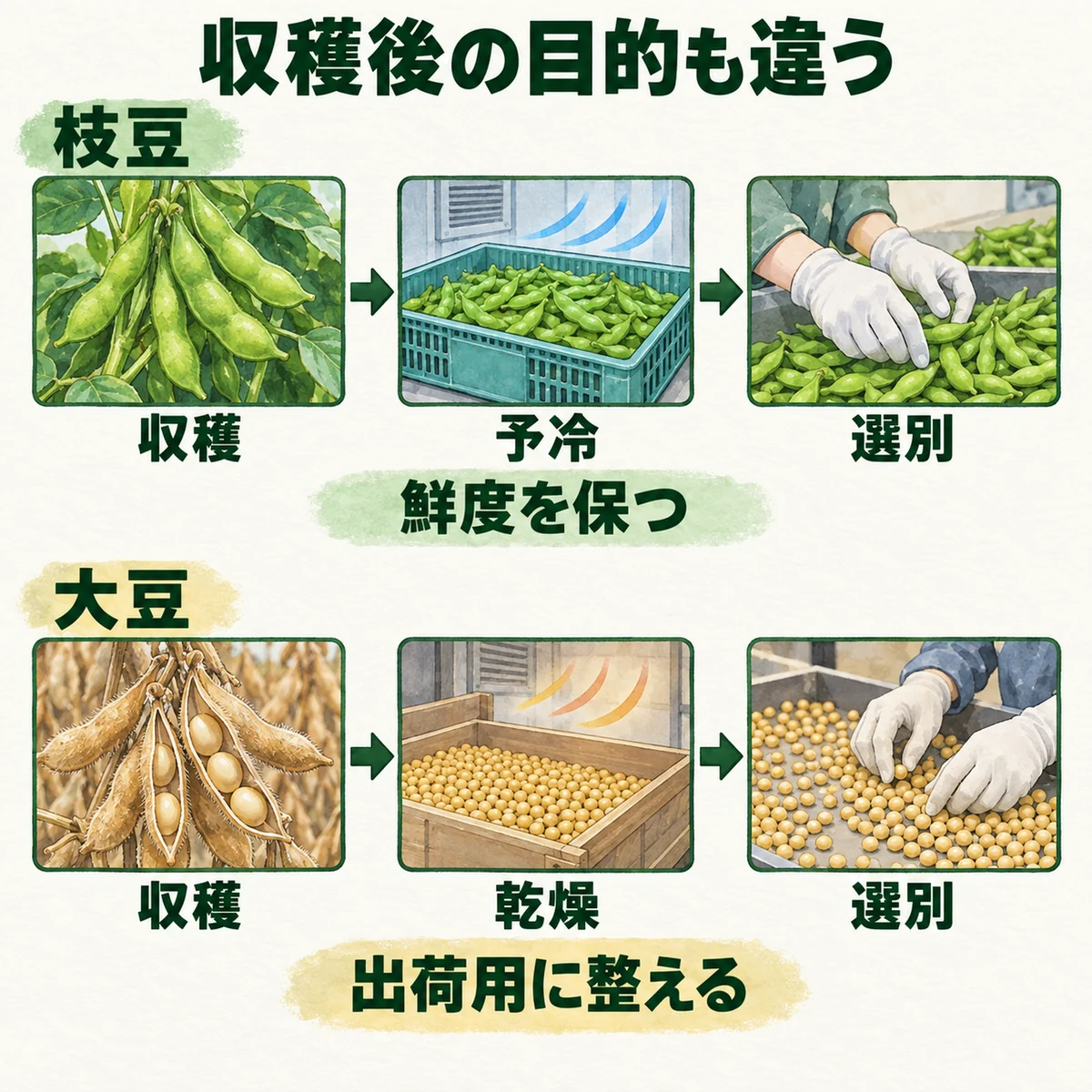 枝豆の予冷・選別と成熟大豆の乾燥・選別を別の列で示す図