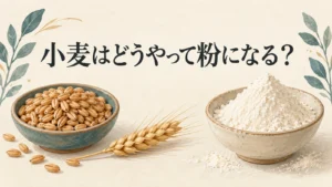 小麦粒と小麦粉を並べて粉になる仕組みを問うイラスト