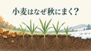 秋の若い小麦株と根、冬の雪の場面を示した疑問型イラスト