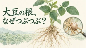 大豆の根につく根粒を虫眼鏡で拡大した疑問型イメージ